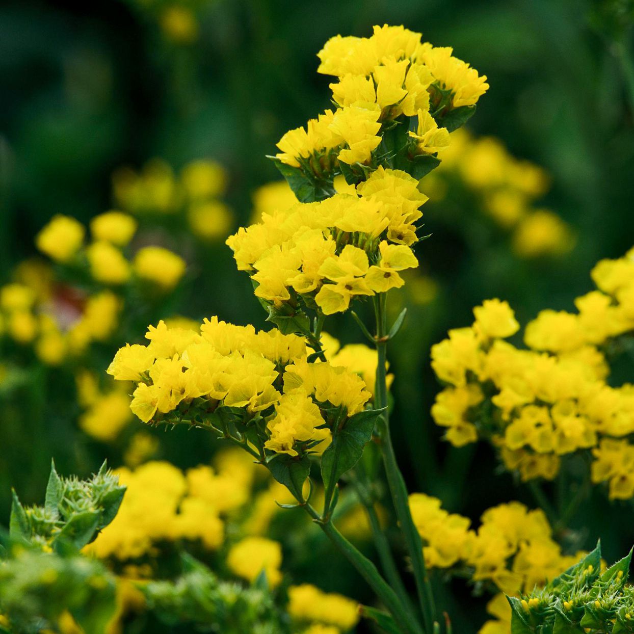 Yellow Statice Flower Seeds For Easy Planting And Hardy Blooms