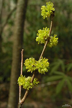 Lindera benzoin growing in native woodland landscape