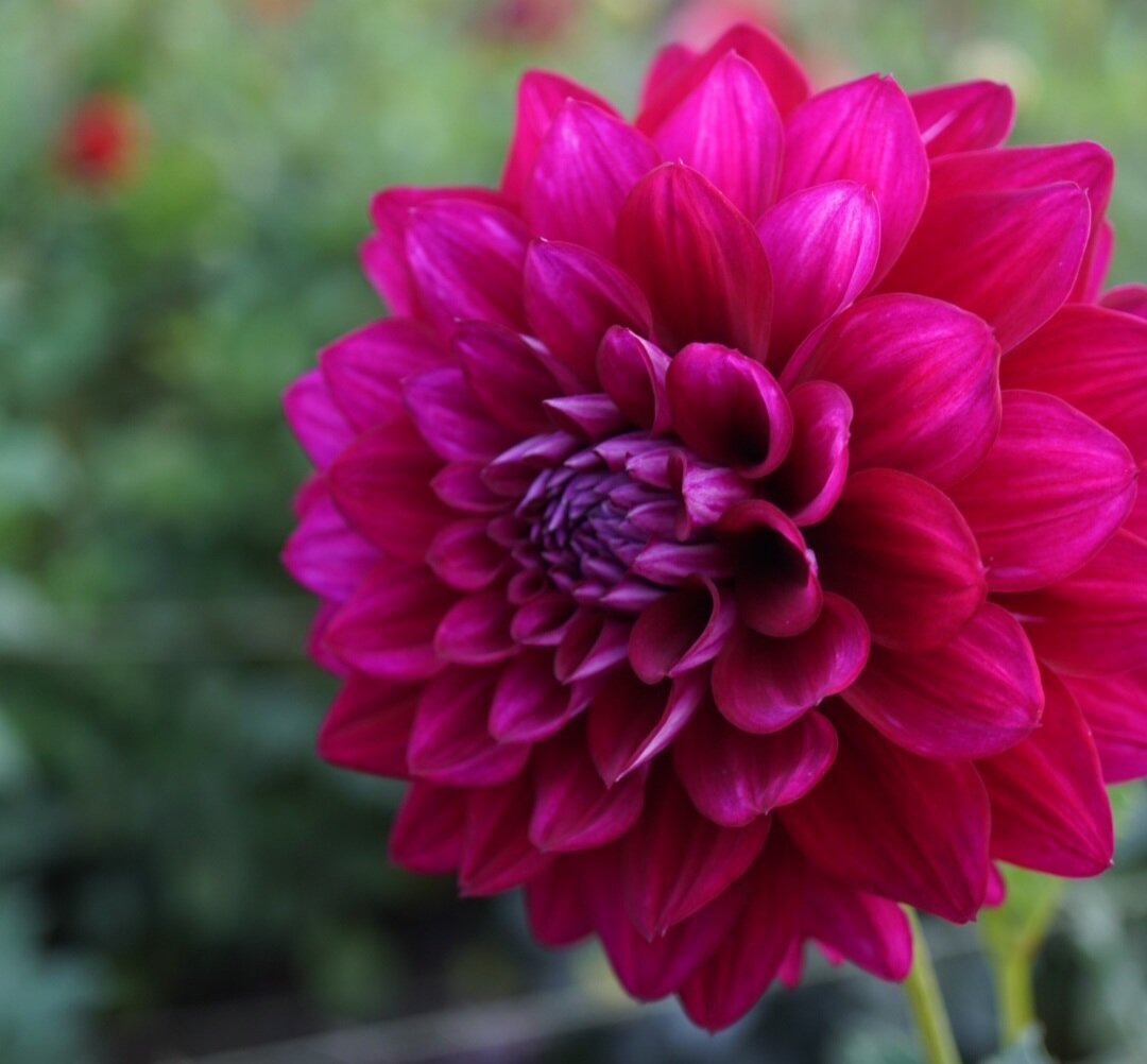 Purple Red Dahlia Seeds For Planting - Transform Your Space With Stunning Blooms