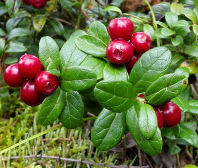 Bright red lingonberry fruits ripening on bush