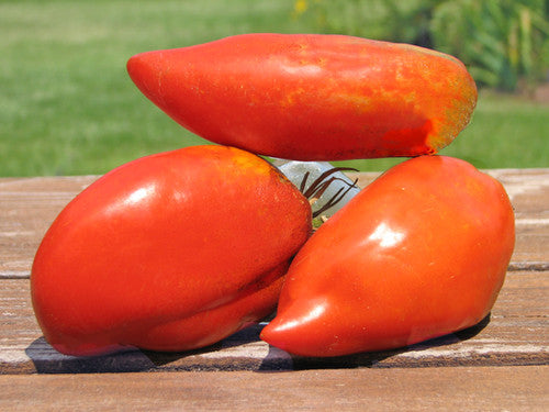 Linguisa Tomato seedlings sprouting in soil