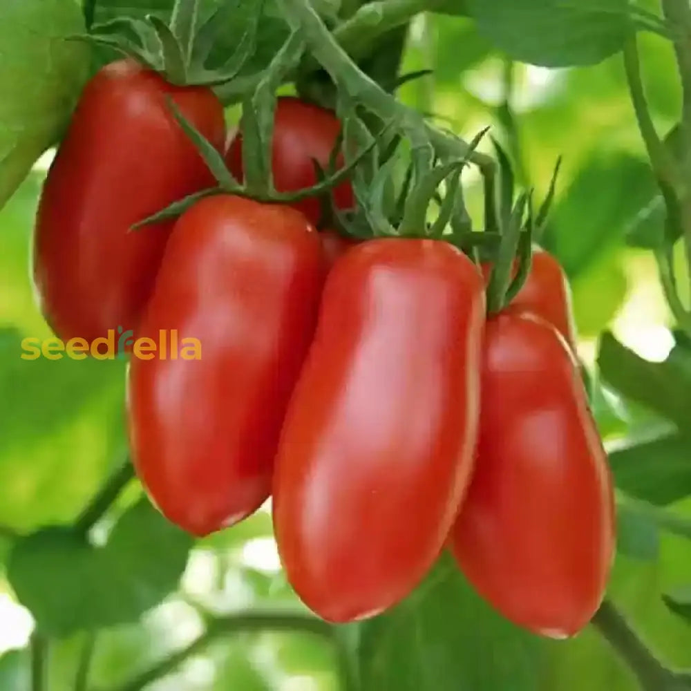 Linguisa Tomato Seeds For Planting - Heirloom Vegetable Variety Seeds