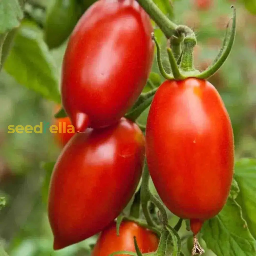 Linguisa Tomato Seeds For Planting - Heirloom Vegetable Variety Seeds