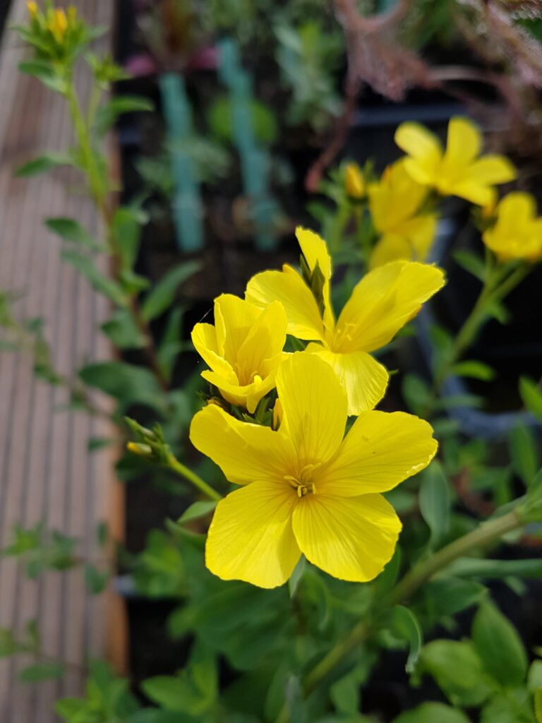 Linum flavum Yellow Linseed growing in full sun border