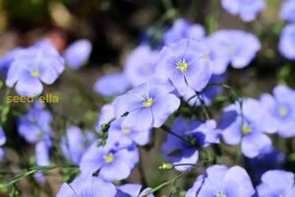 Linum Lewisii Blue Flower Seeds For Planting Collection