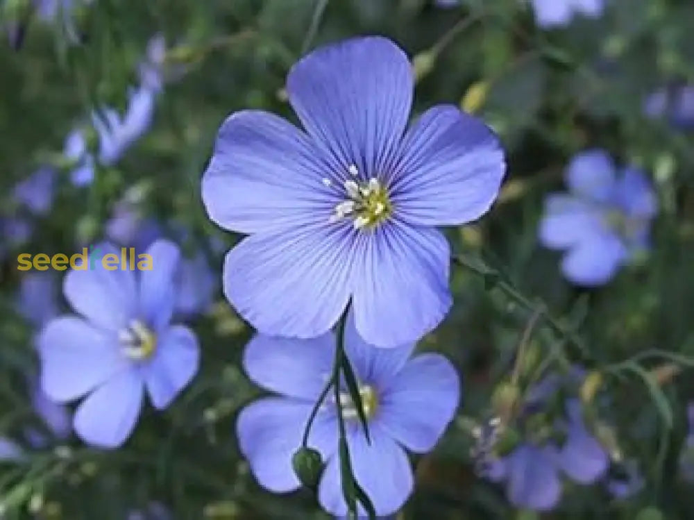 Linum Lewisii Blue Flower Seeds For Planting Collection