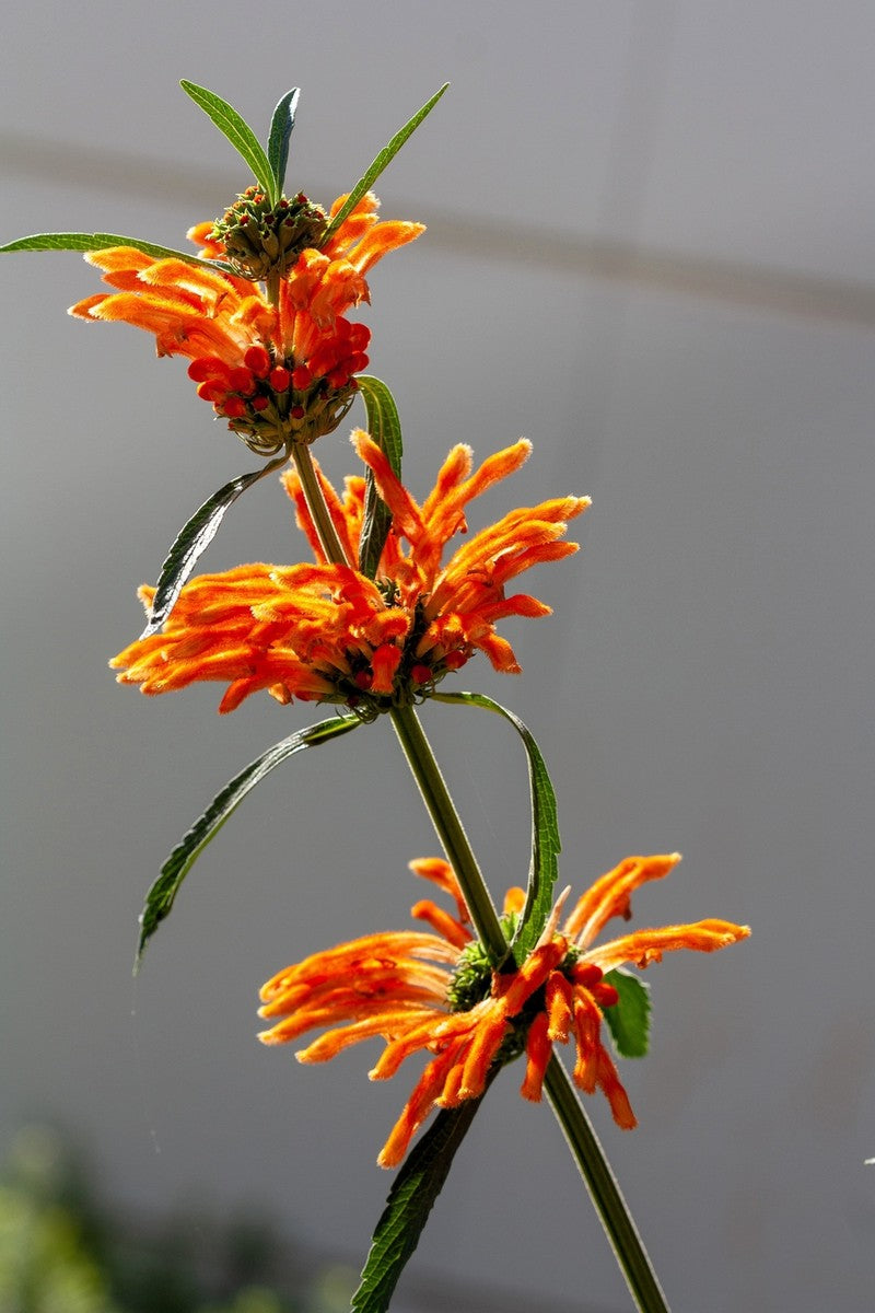 “Lion’s Ear bloom whorled orange flowers Leonotis nepetifolia”