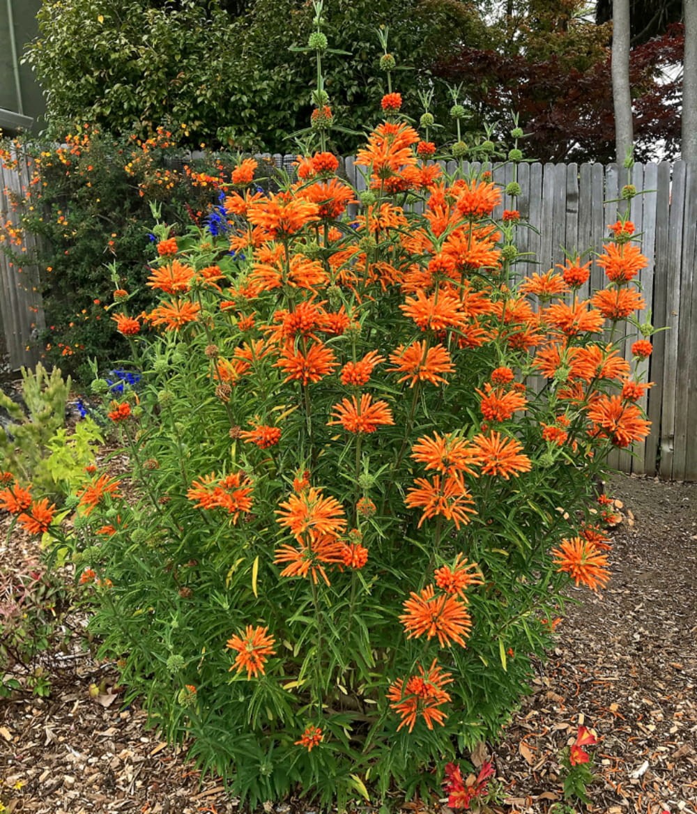 “Lion’s Ear flowers attracting butterflies bees Leonotis nepetifolia”