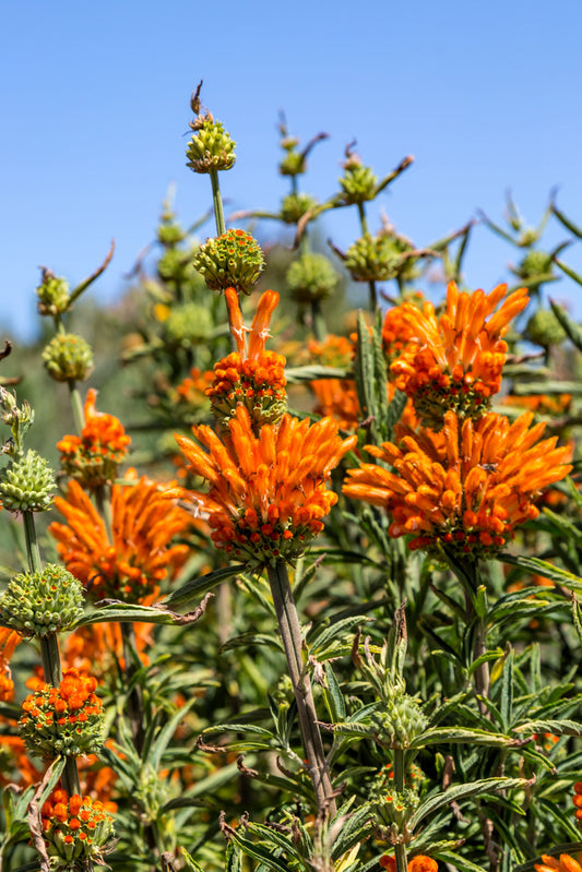 Lion’s Ear seeds Leonotis nepetifolia pollinator garden”