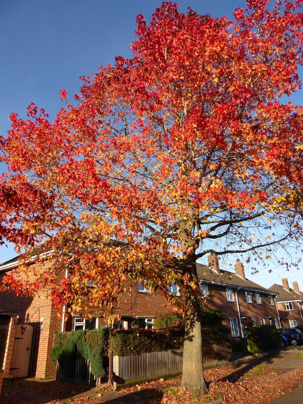 Ornamental Liquidambar Tree Planting in Garden