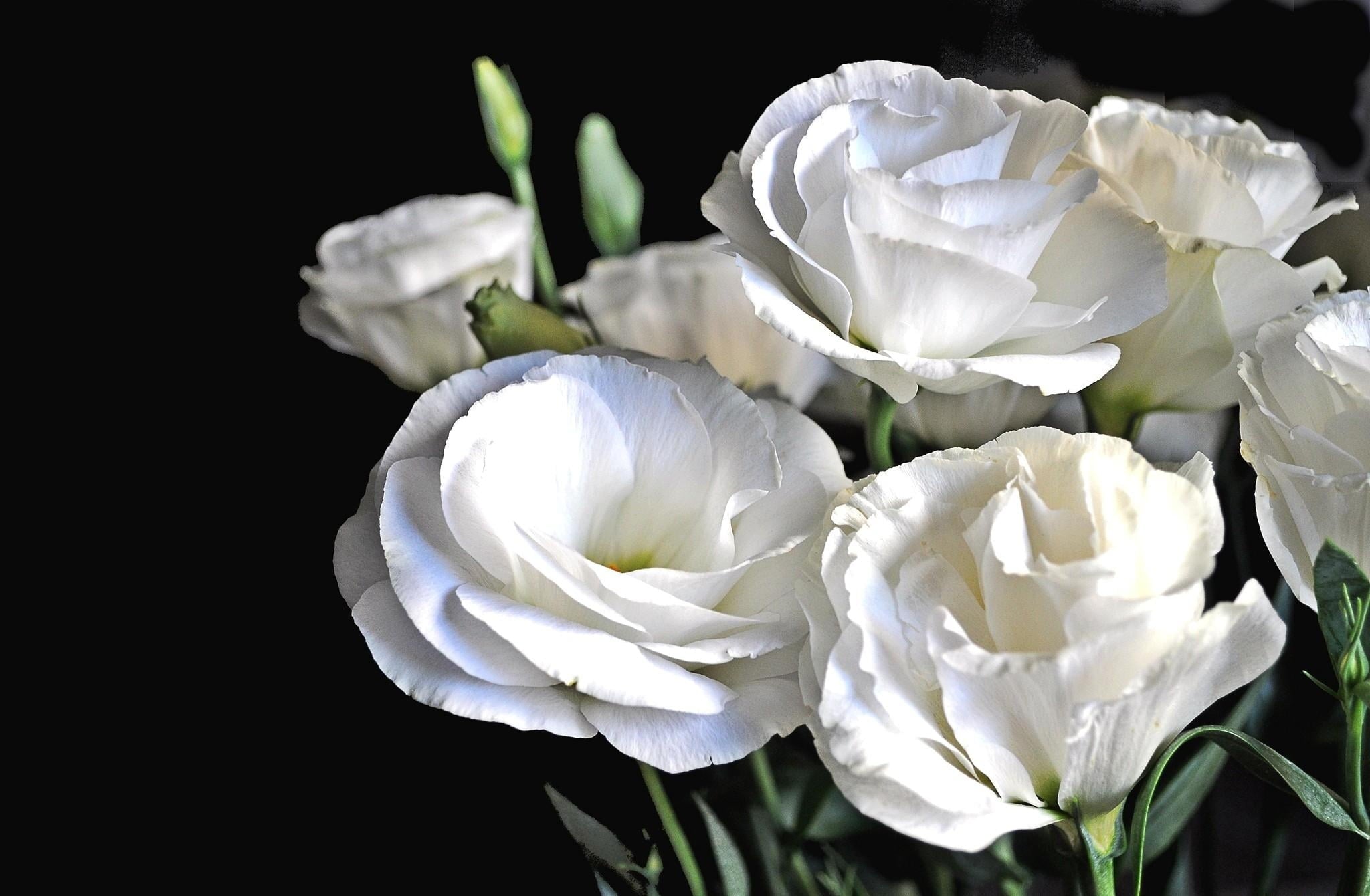 Lisianthus Flower Seeds Planting and Growing Guide
