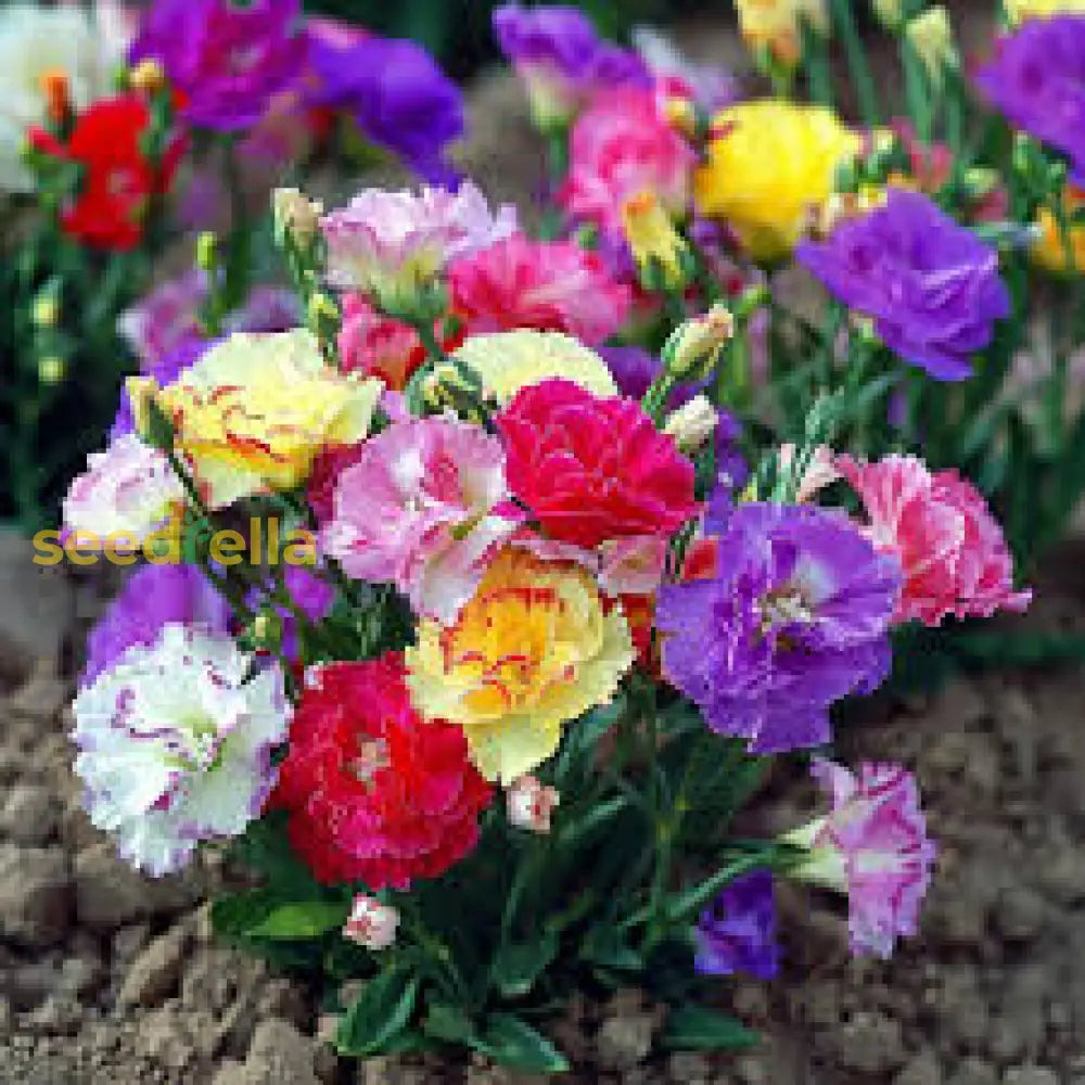 Lisianthus Logro Flower Planting Seeds - Vibrant Blooms For Your Garden