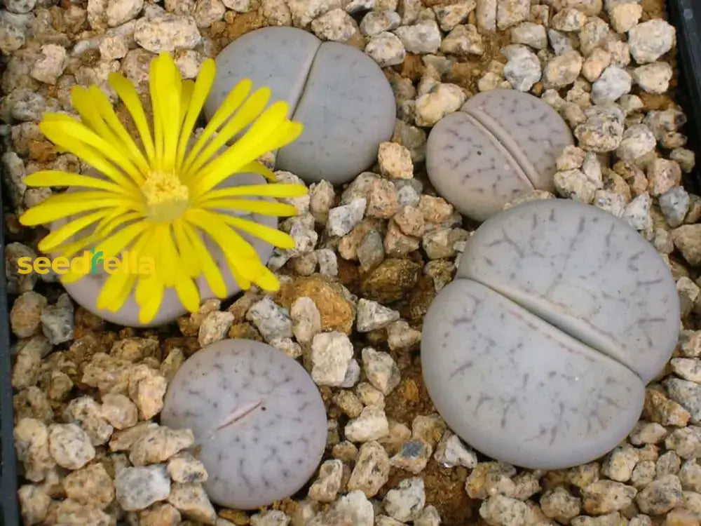 Lithops Pseudotruncatella Succulent Seeds For Easy Planting Plant Seeds