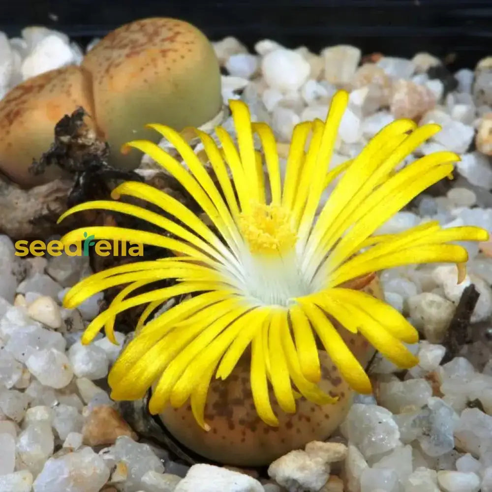 Lithops Pseudotruncatella Succulent Seeds For Easy Planting Plant Seeds