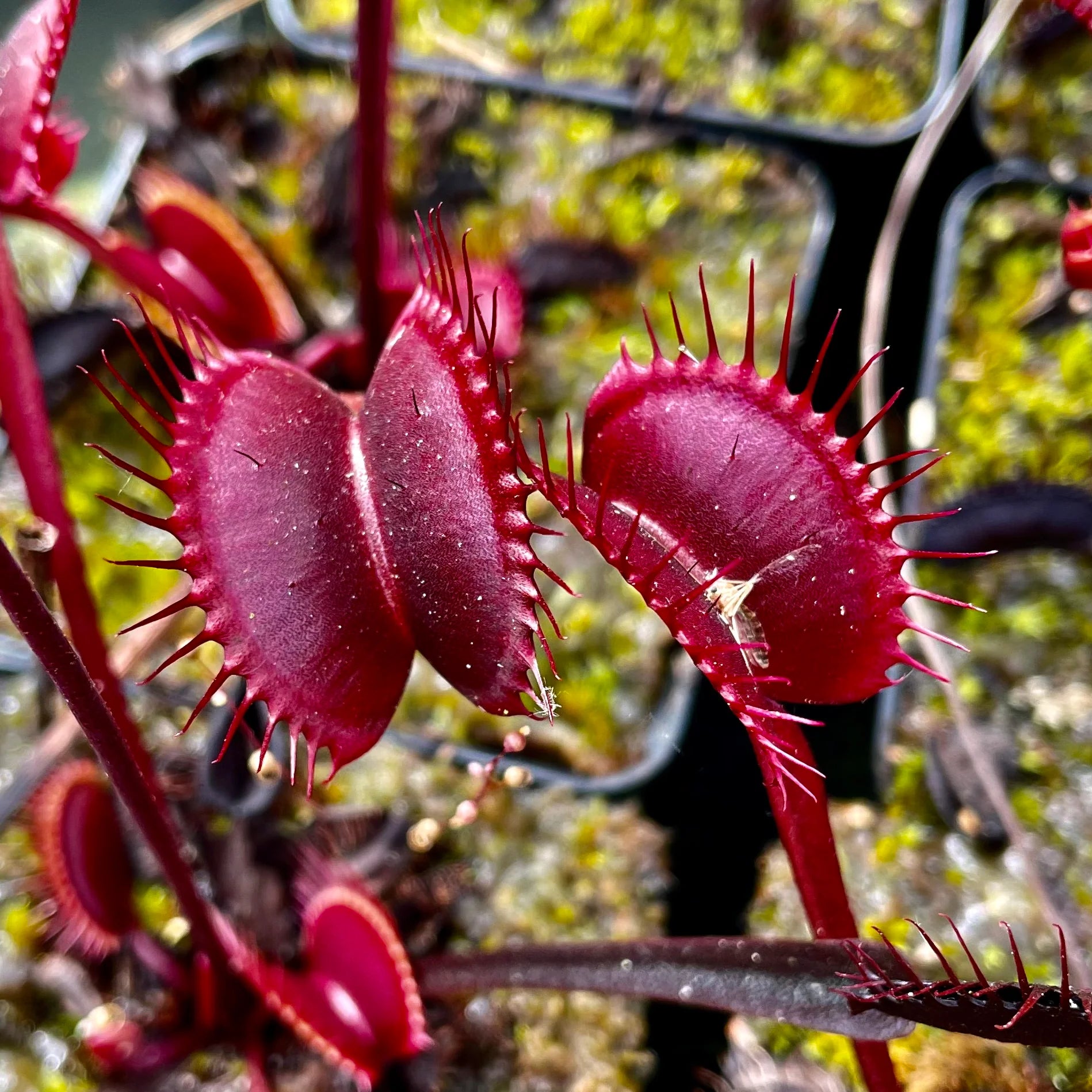 Live Red Venus Flytrap in terrarium display