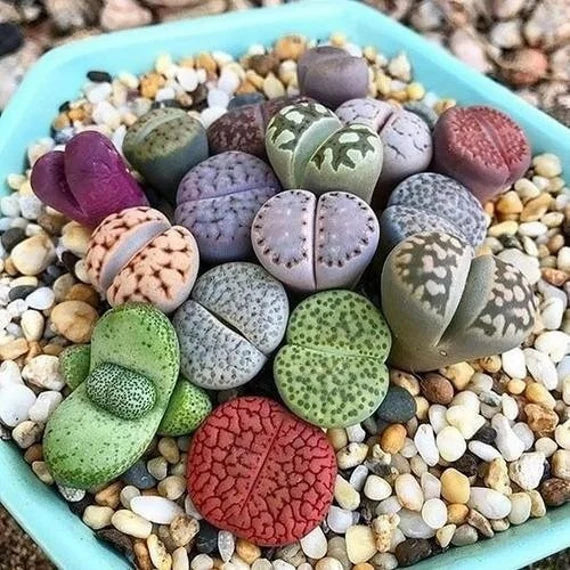 Living stone seeds Sempervivum mixed varieties for planting