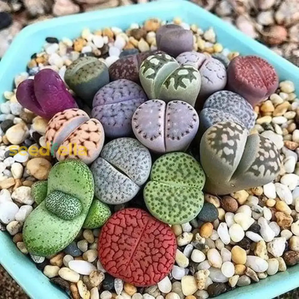 Living Stone Sempervivum Seeds - Mixed Varieties For Planting Plant Seeds