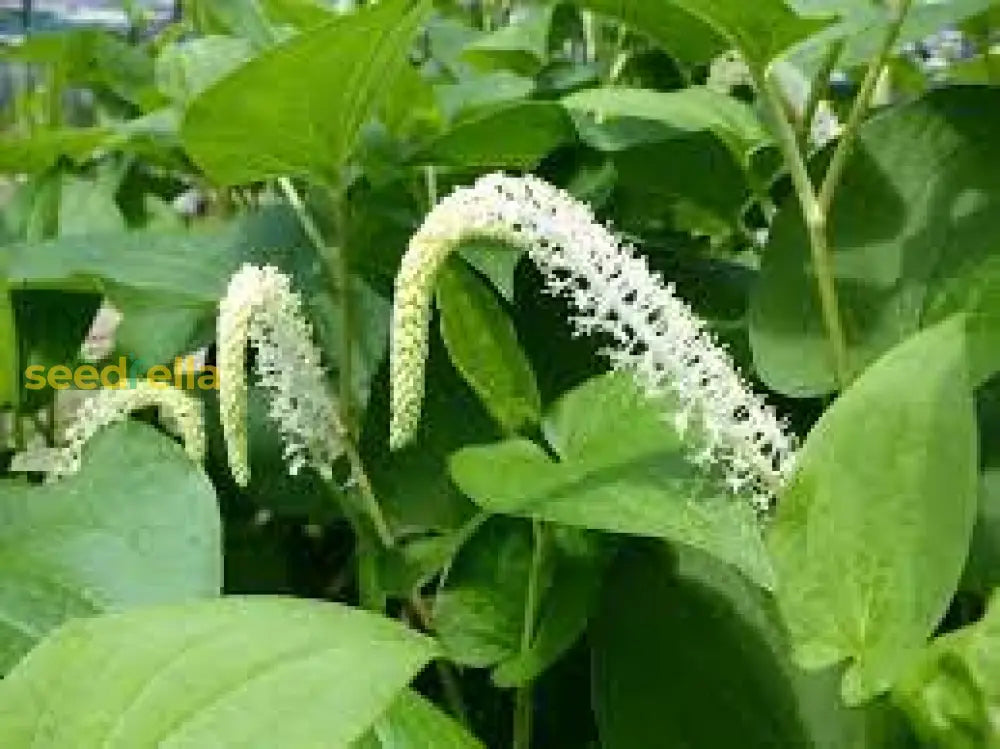 Lizards Tail Plant Seeds For Easy Planting  Perfect Your Garden Seeds