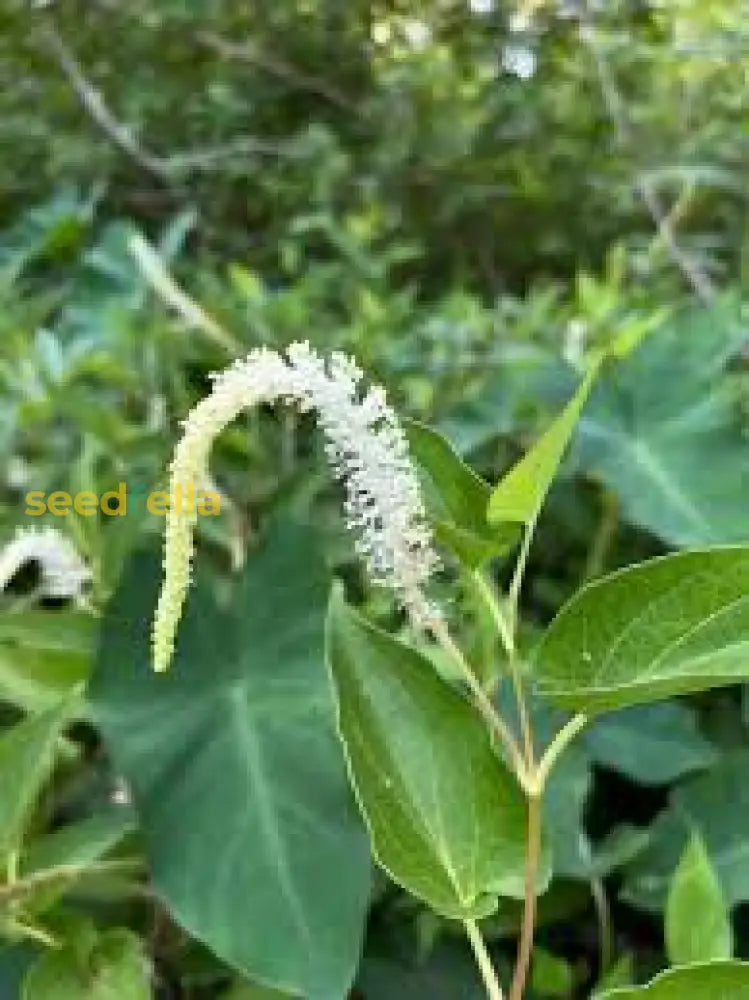 Lizards Tail Plant Seeds For Easy Planting  Perfect Your Garden Seeds