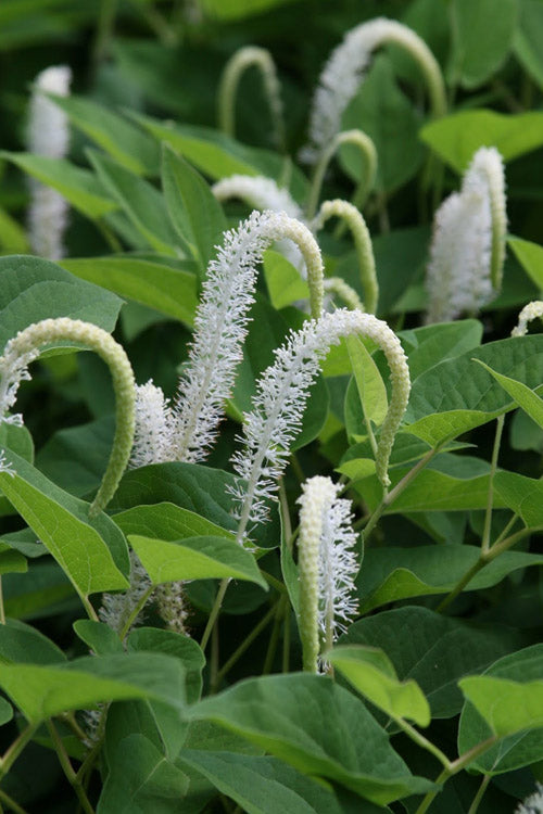 Lizards Tail plant seeds for planting