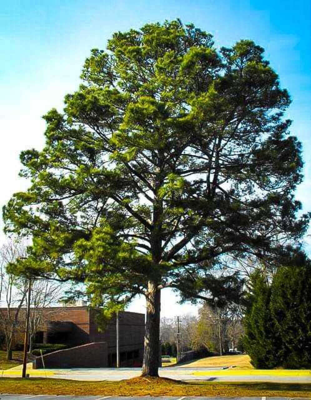 Loblolly Pine Tree Seeds For Majestic Growth And Easy Planting Plant Seeds