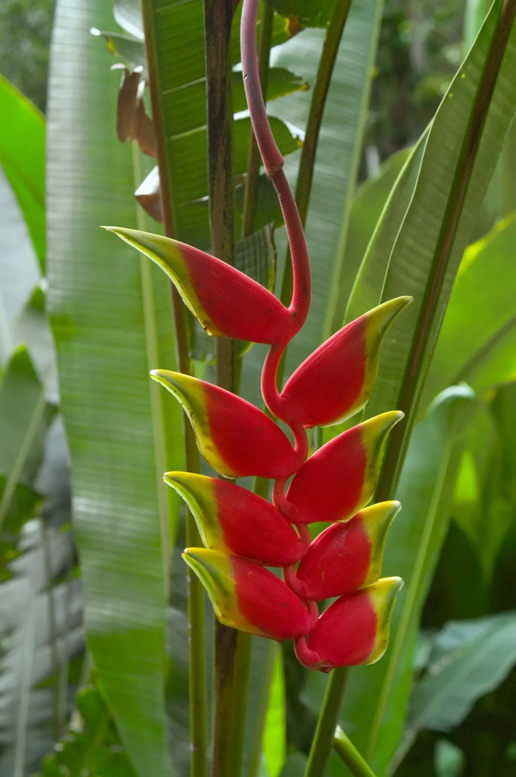 Heliconia (Heliconia Harlingii) seeds for planting in home garden