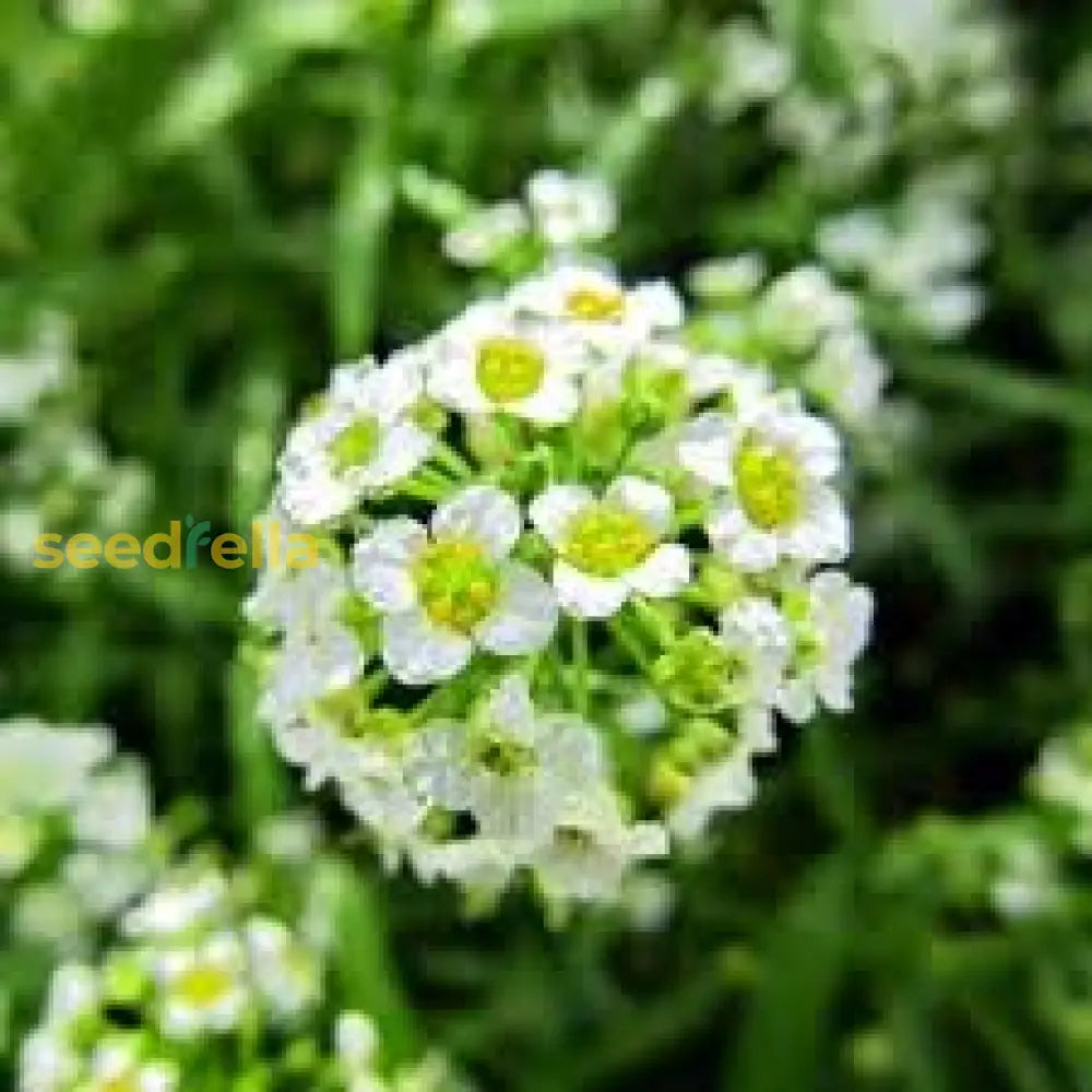 Lobularia Maritima Flower Seeds: Essential Planting Guide Seeds