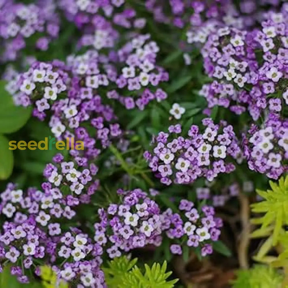 Lobularia Maritima Flower Seeds: Essential Planting Guide Seeds