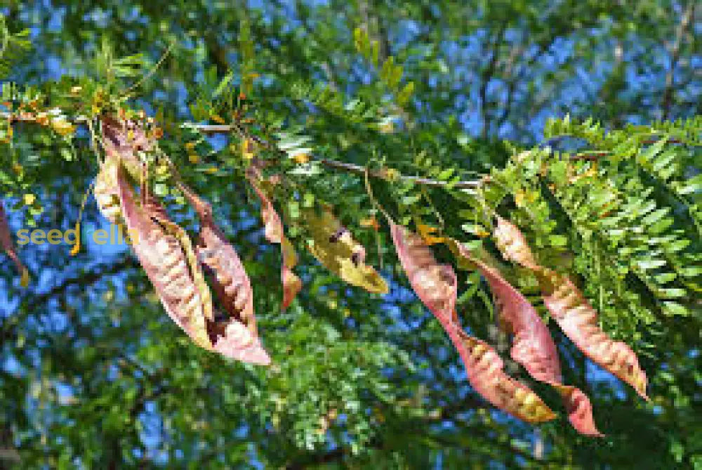 Locust Plant Seeds: Complete Planting Guide Seeds