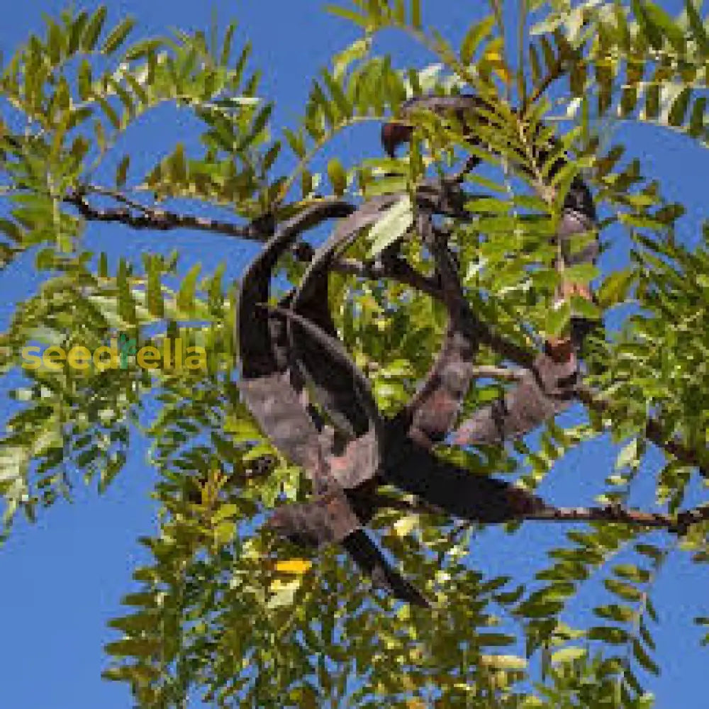 Locust Tree Seeds: Planting Guide For Successful Growth Plant Seeds