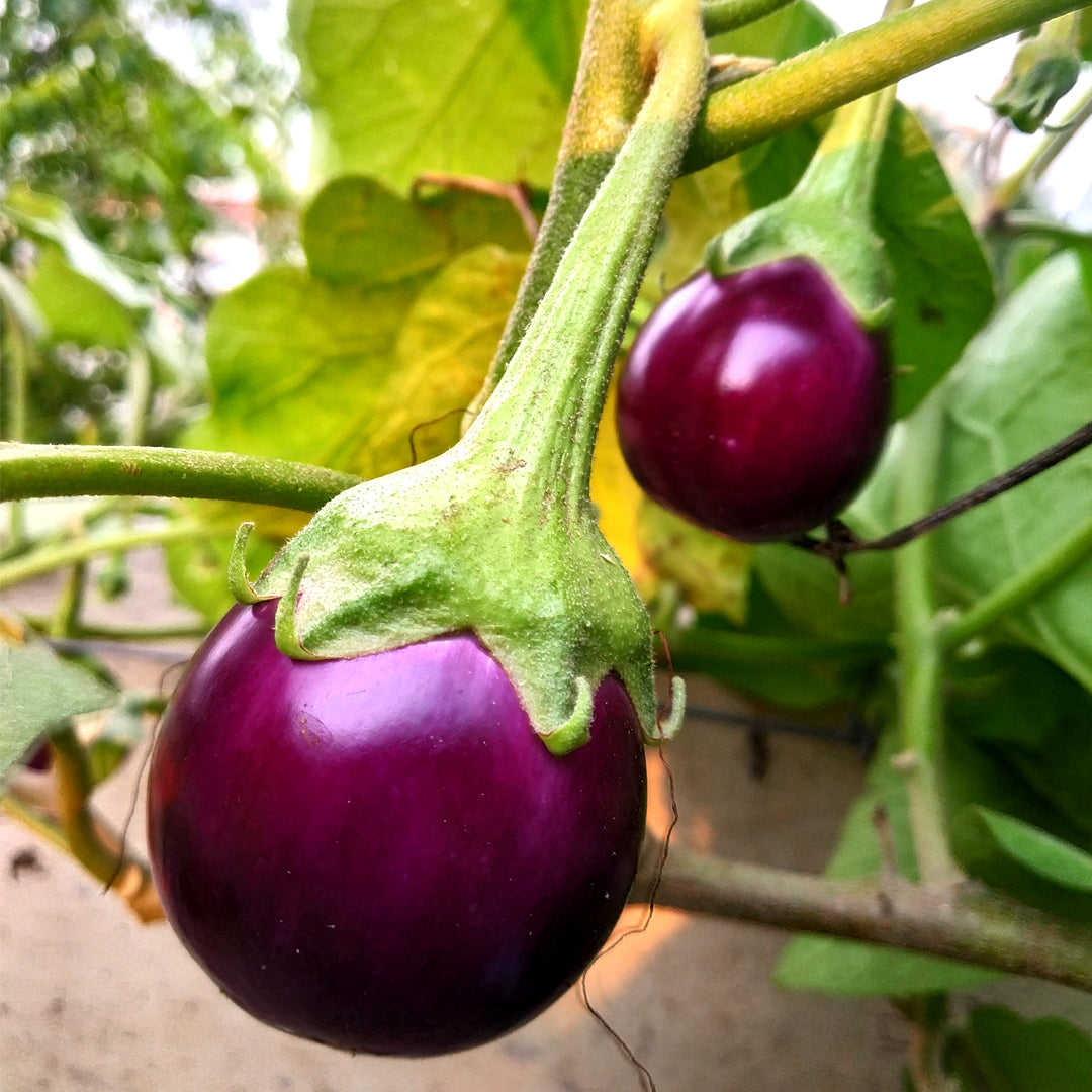 Long Asian violet eggplant Non GMO