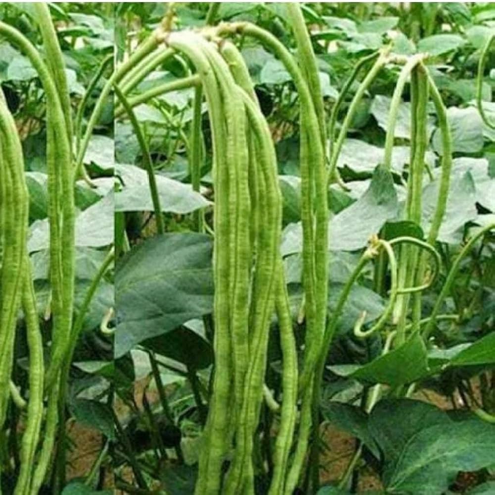 Long Bean seeds for planting in home gardens