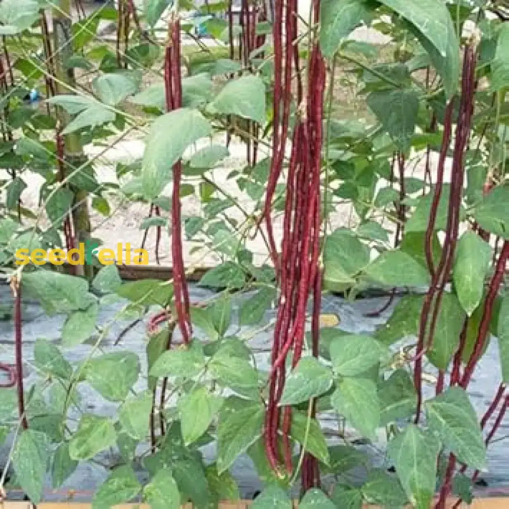 Long Bean Vegetable Seeds: Essential Guide For Successful Planting Seeds