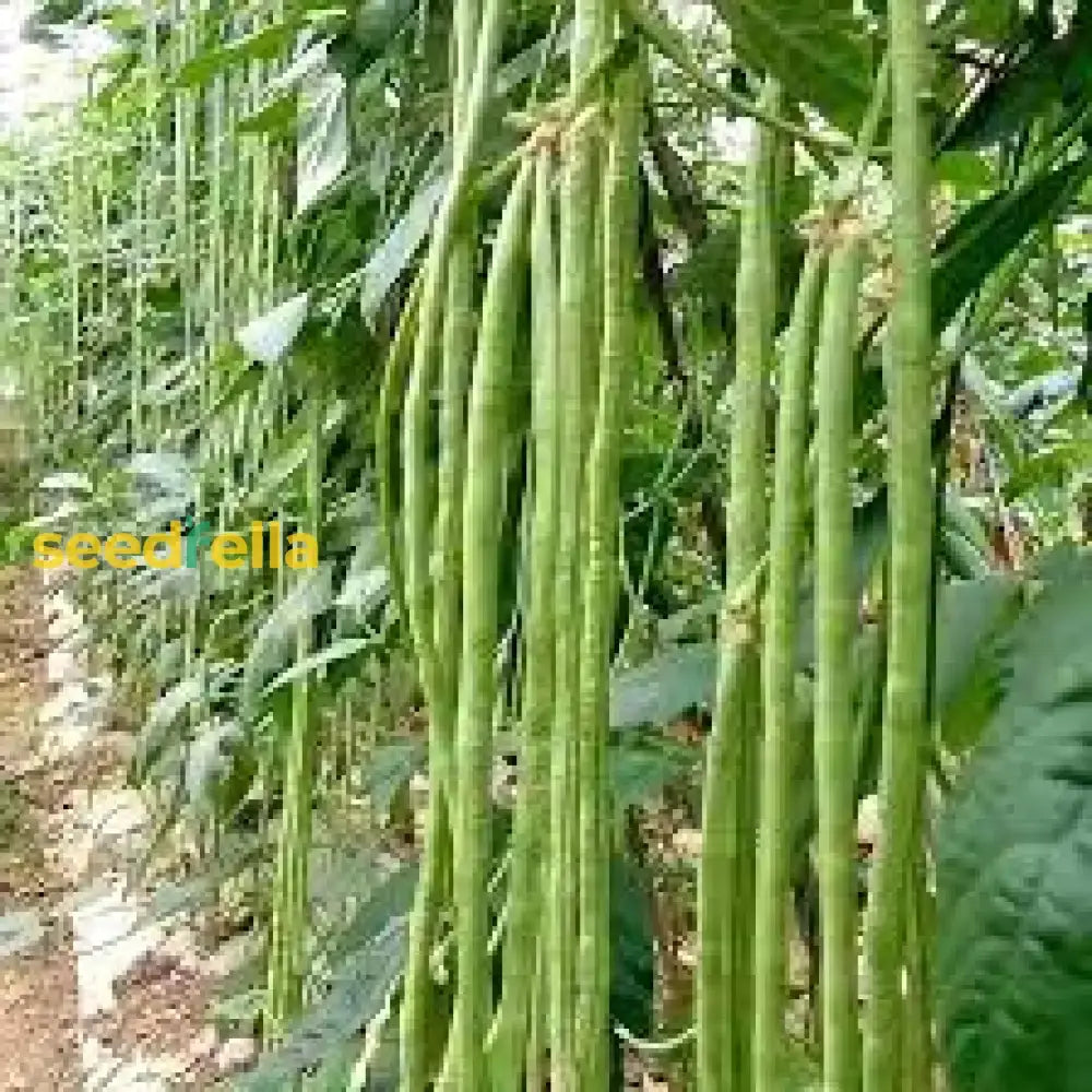 Long Bean Vegetable Seeds: Essential Guide For Successful Planting Seeds