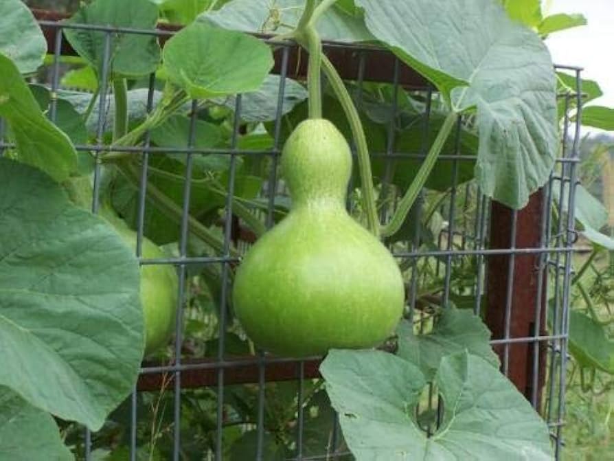 Long Calabash gourd seeds for vegetable patch