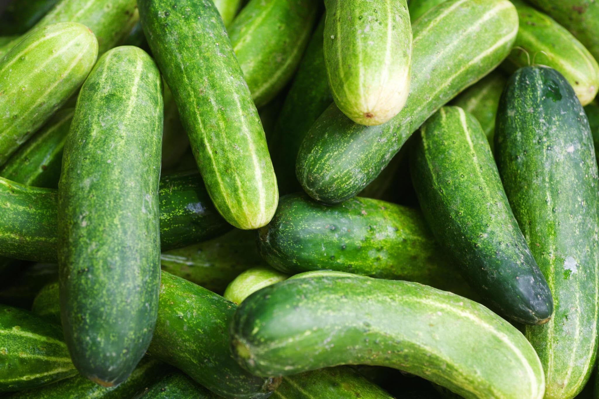 Long crisp cucumber plants grown from Poona Kheera seeds