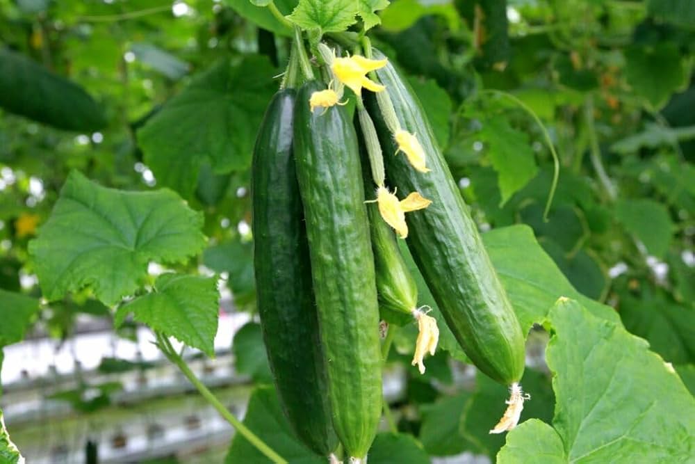 Freshly harvested long cucumbers from home garden