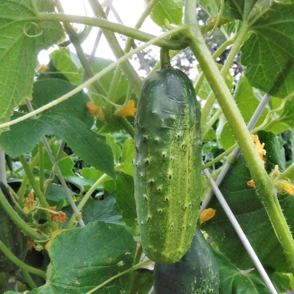 Long cucumber plants grown from Marketmore seeds