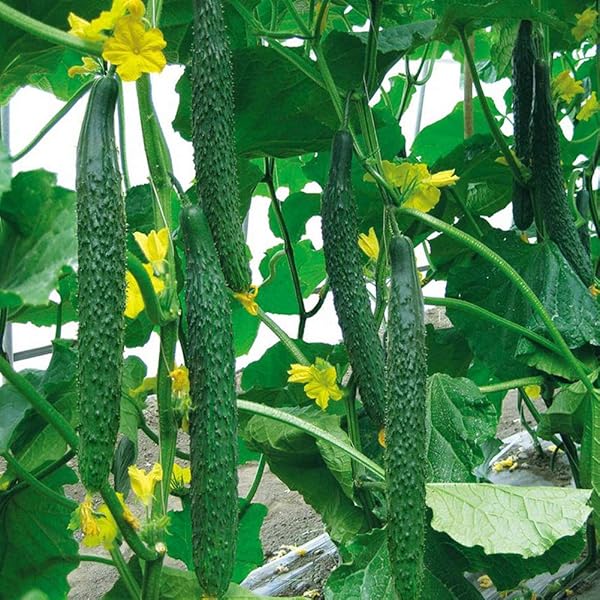 Long cucumber vines growing on trellis in garden