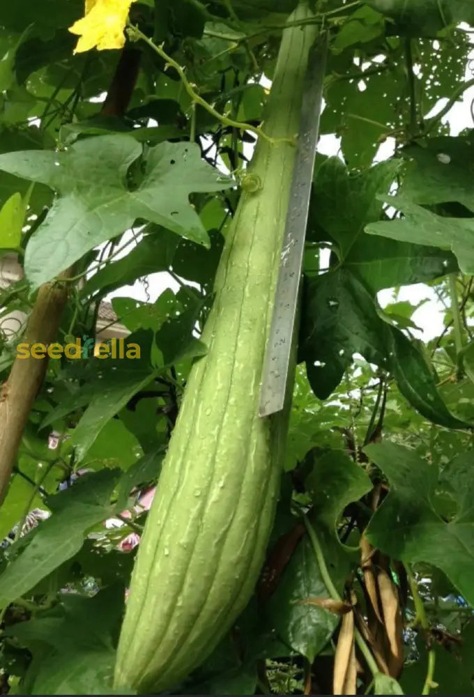 Long curved trombocino squash growing on vine