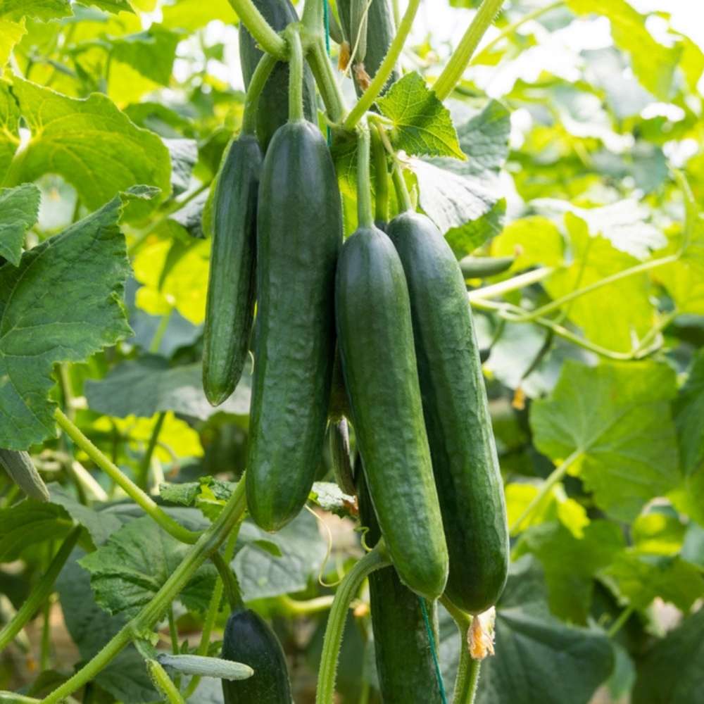 Long Green cucumber seeds for planting high-yield vegetable gardens