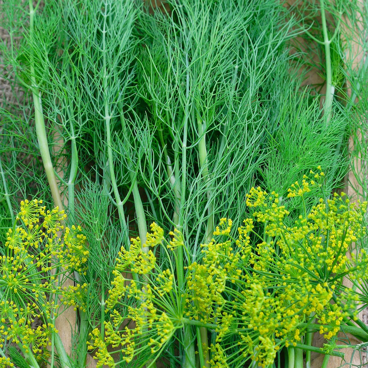 Long Island Mammoth Dill seeds thriving in container gardens
