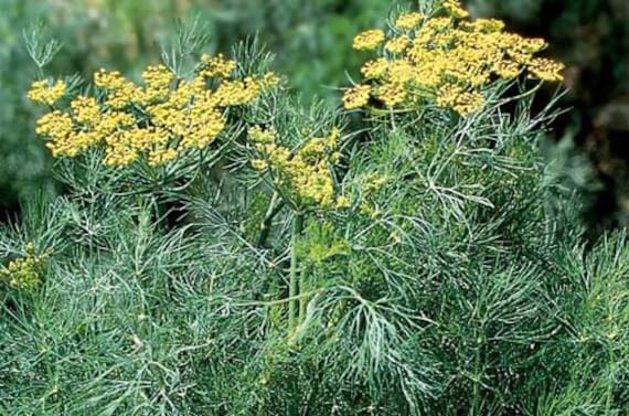 Yellow flower umbels grown from Long Island Mammoth Dill seeds