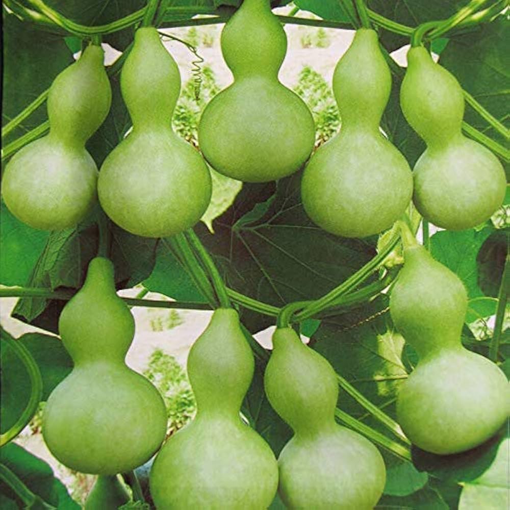 Long Lagenaria gourd seeds for vegetable patch