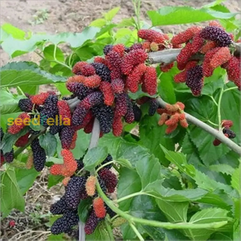 Long Mulberry Fruit Tree Seeds For Home Gardening