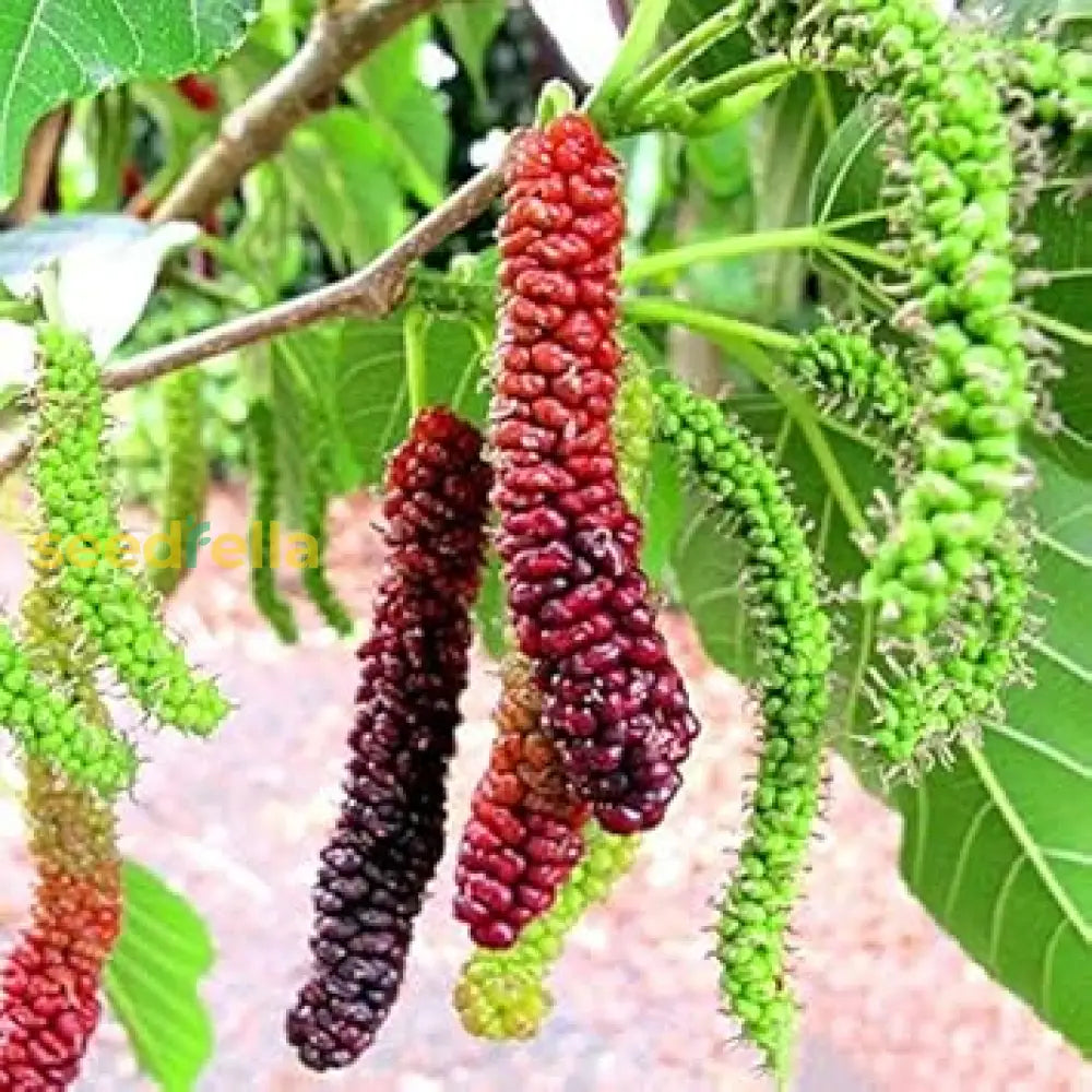 Long Mulberry Fruit Tree Seeds For Home Gardening