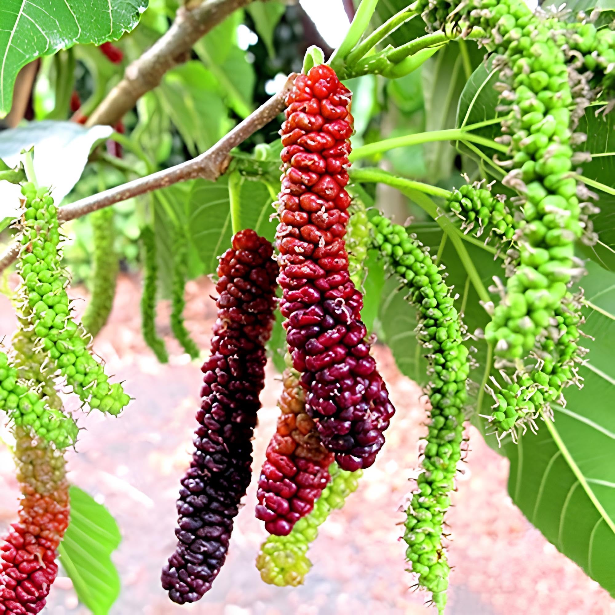 Long Mulberry Fruit Tree Seeds for Home Gardening