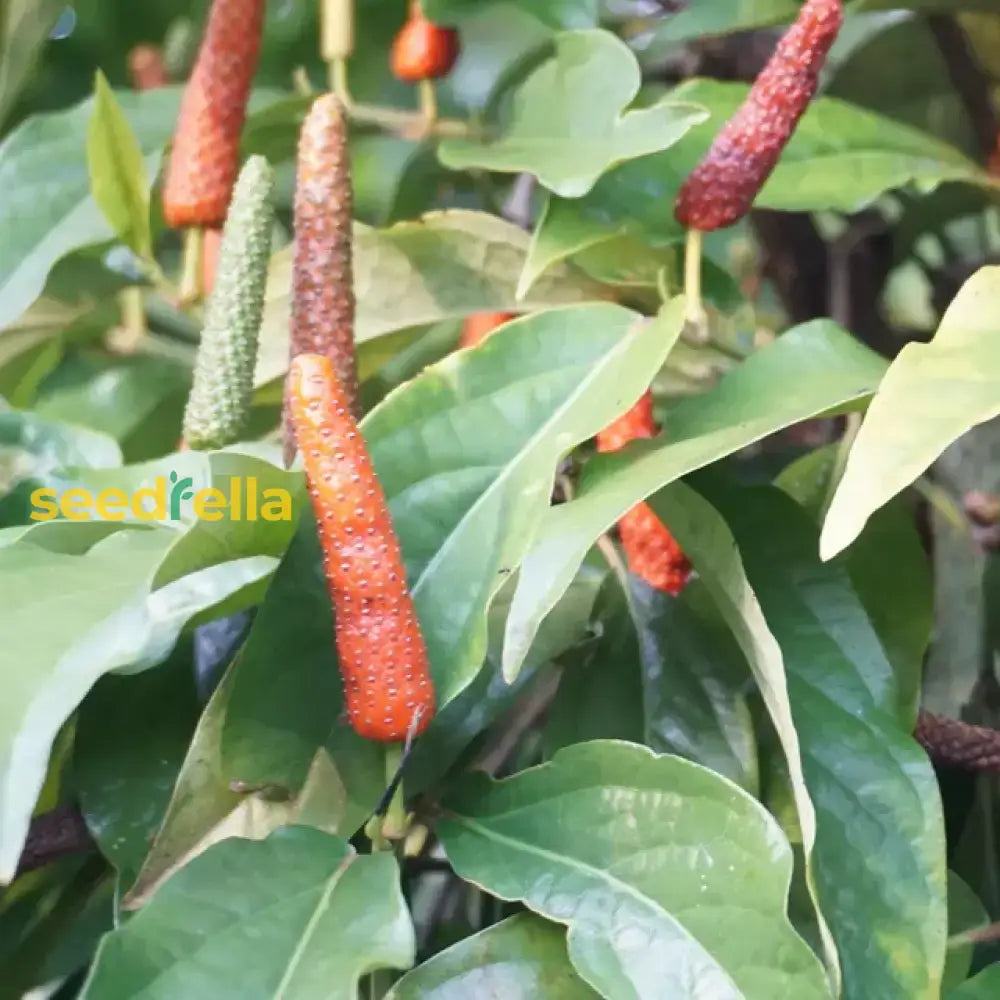 Long Pepper Seeds For Planting - Piper Longum Vegetable Seeds