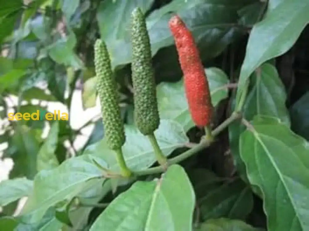 Long Pepper Seeds For Planting - Piper Longum Vegetable Seeds