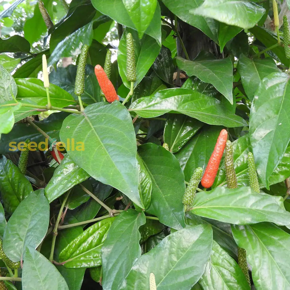 Long pepper seeds Piper longum